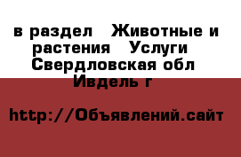  в раздел : Животные и растения » Услуги . Свердловская обл.,Ивдель г.